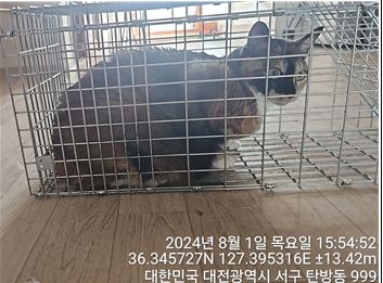 대전동물보호센터_430366202400376