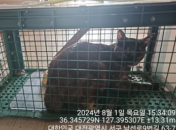 대전동물보호센터_430366202400375