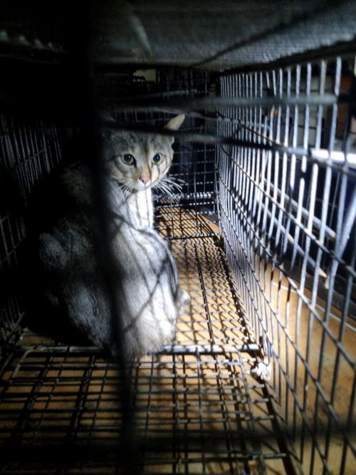 [고양이] 믹스묘 전북-부안-2024-00493 유기동물 배경 이미지 입니다.