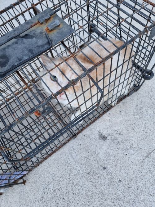 부안군 동물보호센터_445479202400795