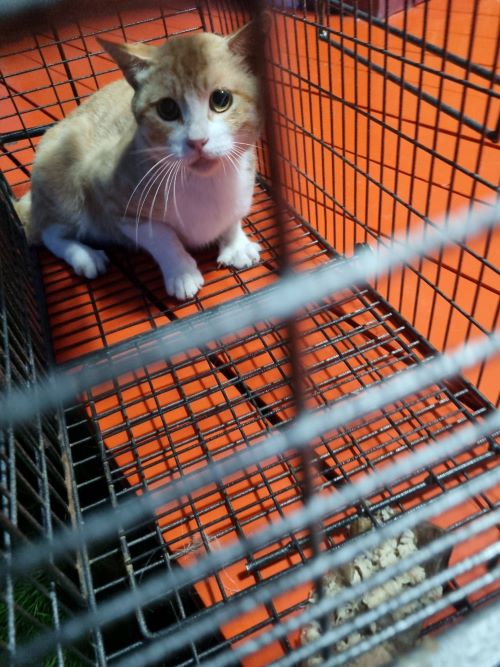 [고양이] 믹스묘 전북-부안-2024-00491 유기동물 배경 이미지 입니다.