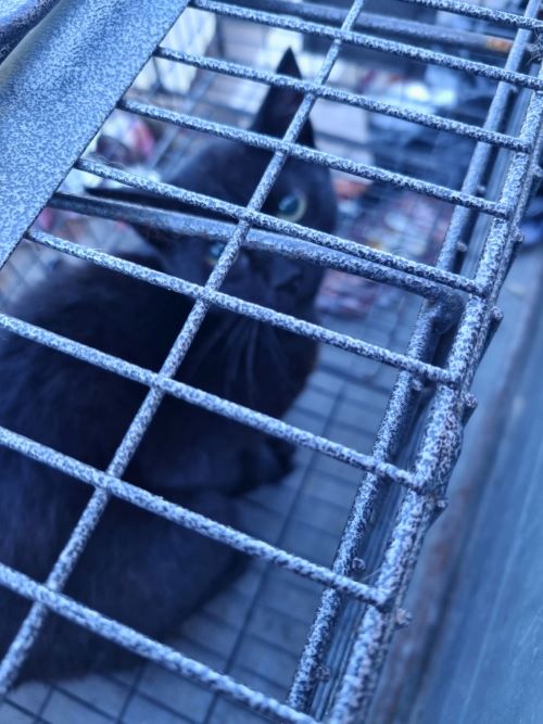 [고양이] 믹스묘 전북-부안-2024-00488 유기동물 배경 이미지 입니다.