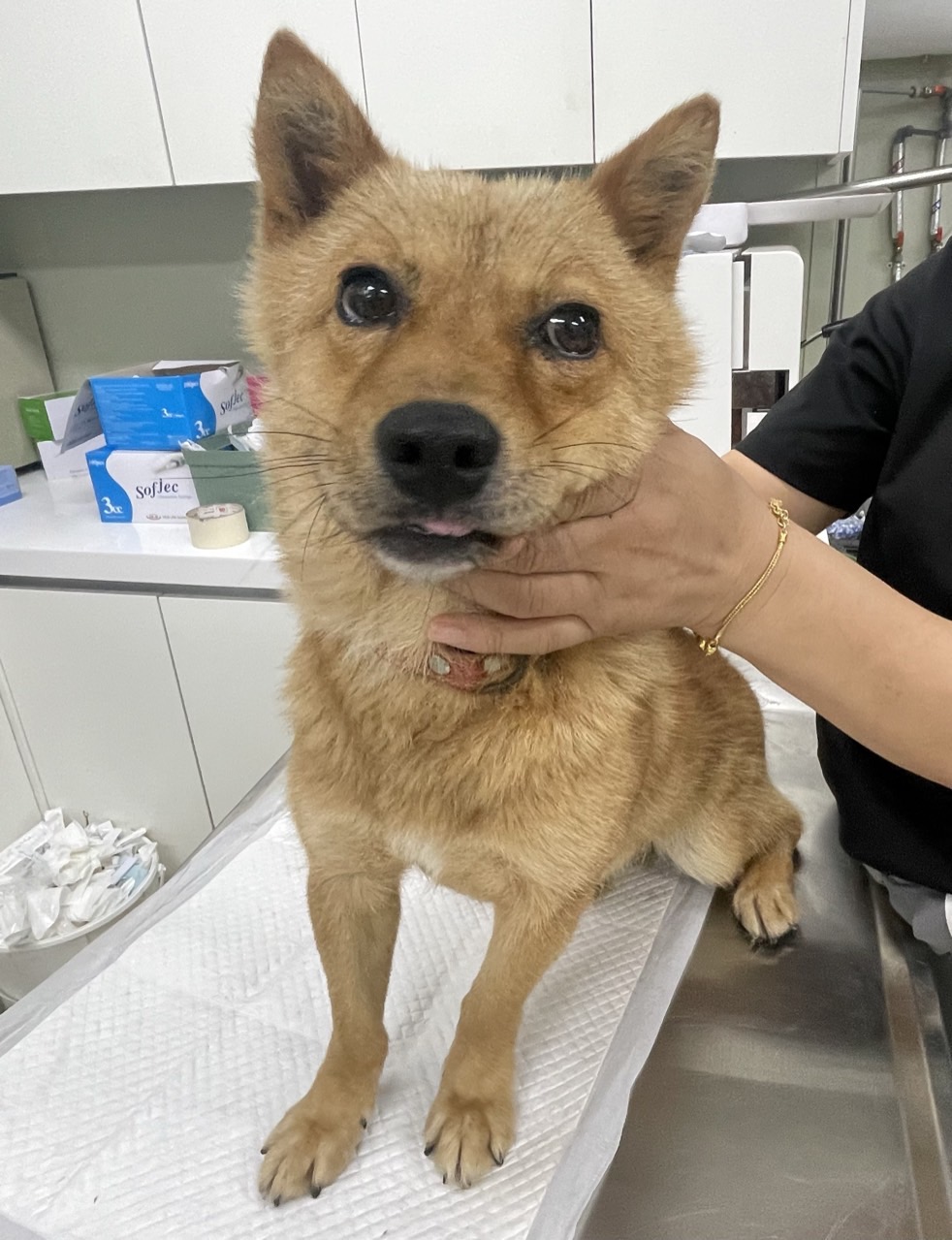 남양주시동물보호센터_441399202402179
