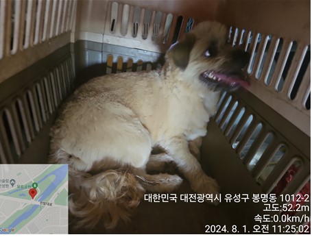 종료(반환) 믹스견…