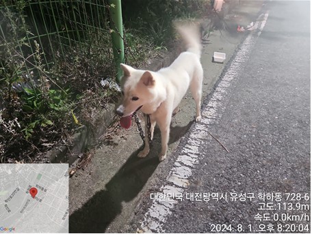 종료(반환) 진도견…