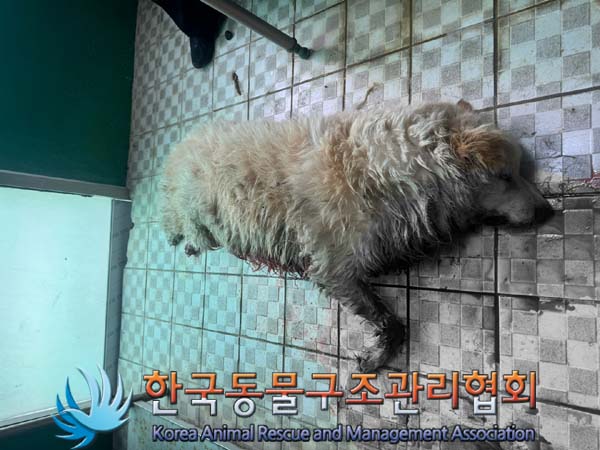 종료(자연사) 믹스…