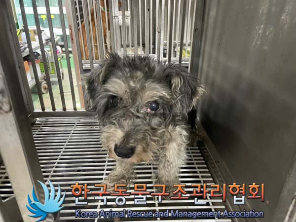 종료(반환) 슈나우…