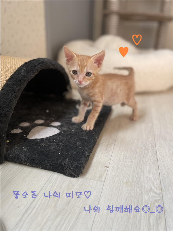 [고양이] 한국 고양이 경남-사천-2024-00341 유기동물 배경 이미지 입니다.