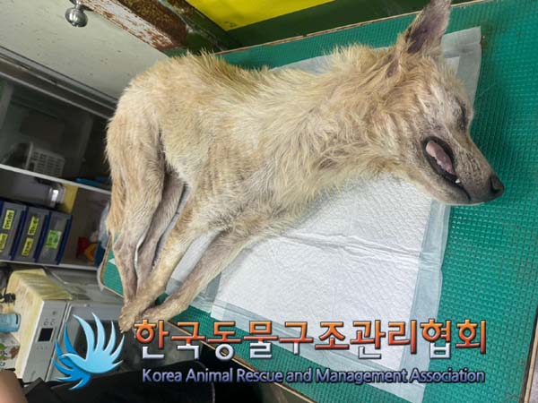 종료(자연사) 믹스…