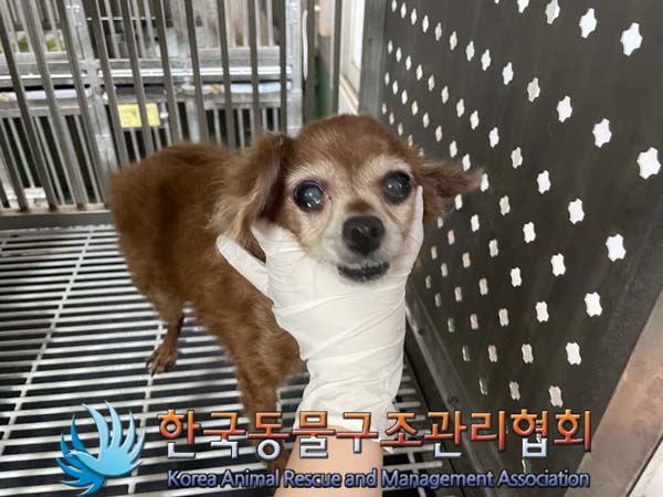 종료(안락사) 믹스…