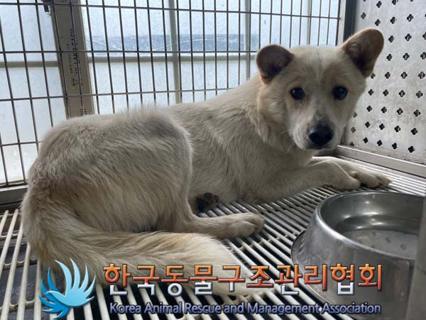 [개] 믹스견 경기-파주-2024-00777 유기동물 배경 이미지 입니다.