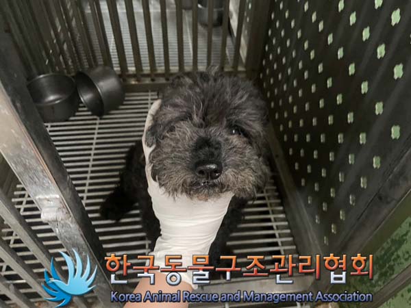 보호중 푸들의 가족…