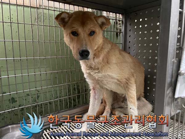 종료(안락사) 믹스…