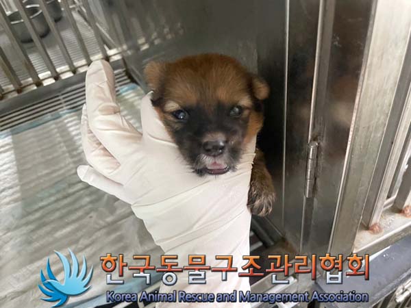 종료(자연사) 믹스…