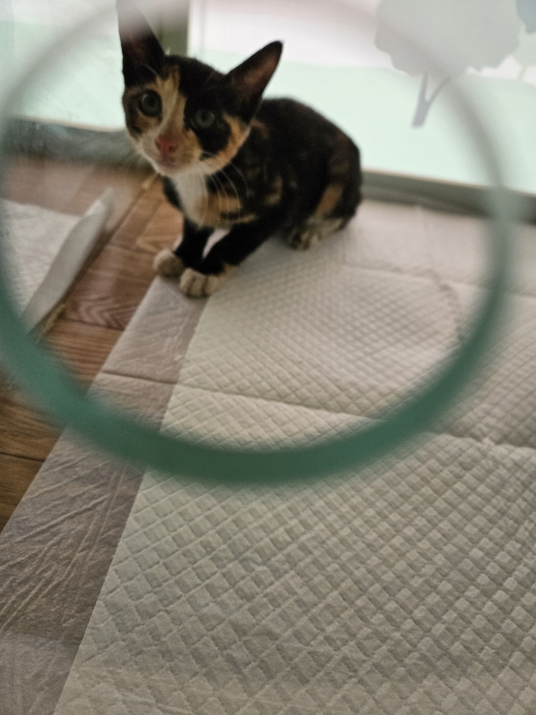 보호중 한국 고양이…