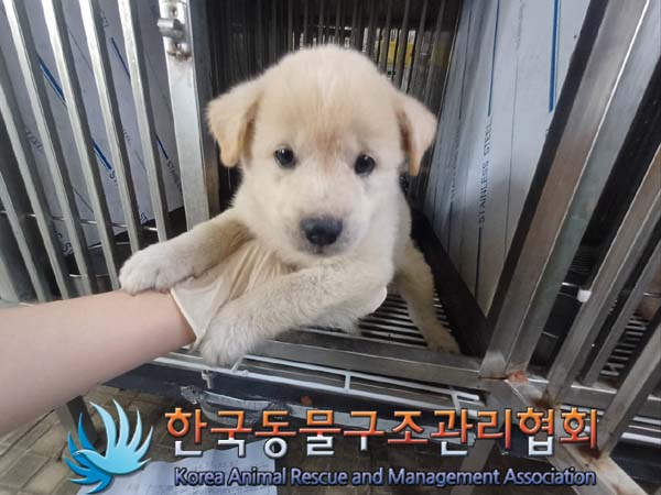 종료(안락사) 믹스…
