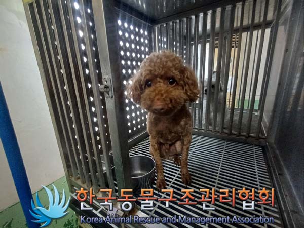 종료(반환) 푸들의…
