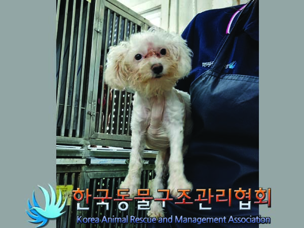 보호중 말티즈의 가…