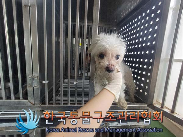종료(반환) 푸들의…
