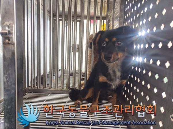종료(안락사) 믹스…