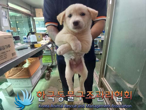 보호중 믹스견의 가…