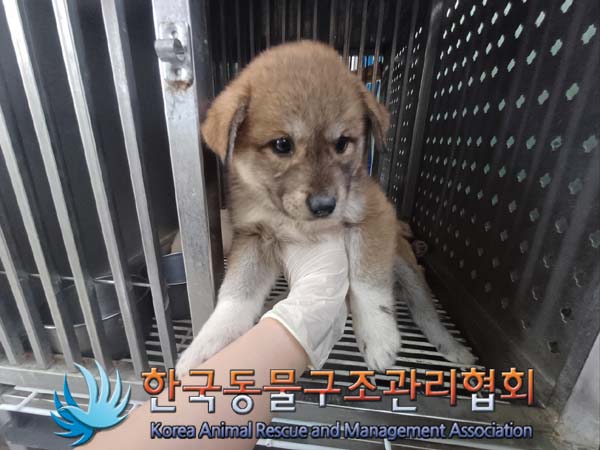 보호중 믹스견의 가…
