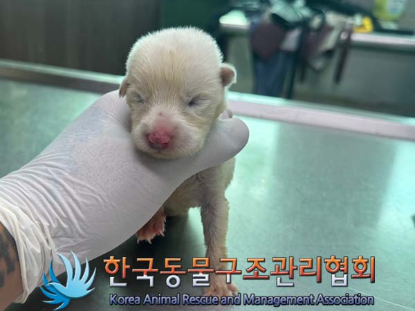 한국동물구조관리협회_441409202401217