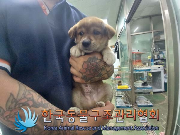종료(안락사) 믹스…