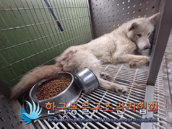 종료(자연사) 믹스…