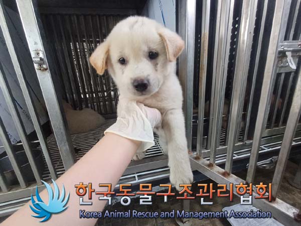 종료(안락사) 믹스…