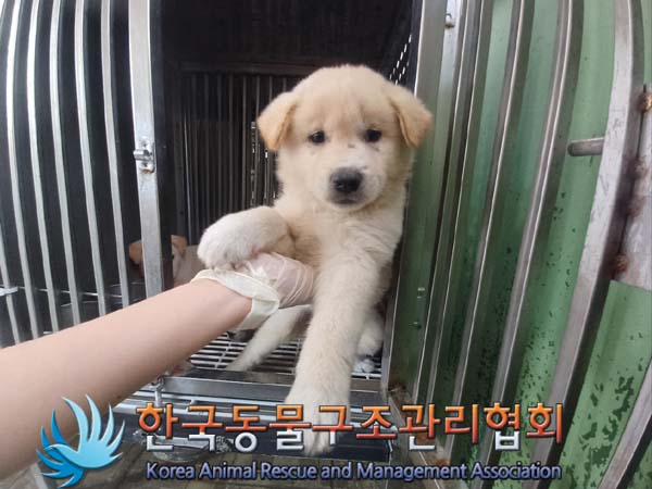 보호중 믹스견의 가…