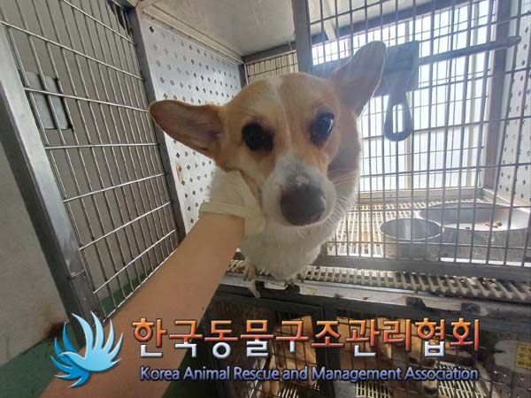 종료(반환) 웰시 …