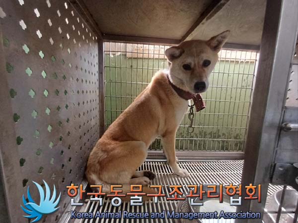 종료(안락사) 믹스…