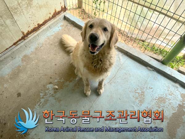 보호중 골든 리트리…