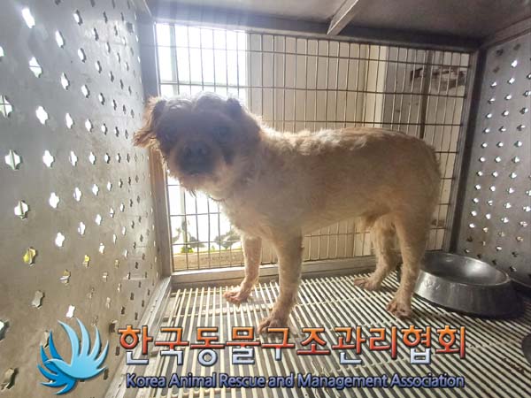 종료(반환) 믹스견…