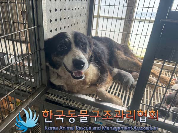 한국동물구조관리협회_441382202400634