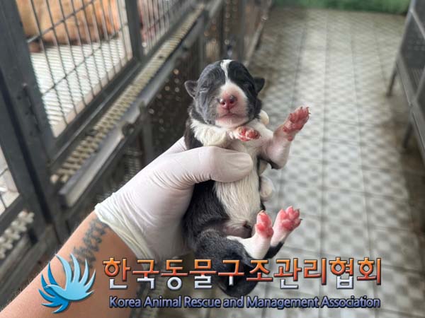 종료(반환) 믹스견…