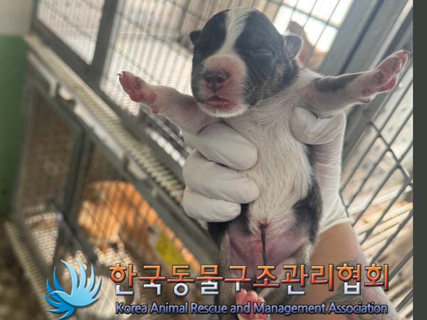 종료(반환) 믹스견…