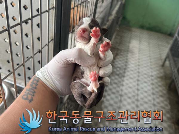 종료(반환) 믹스견…