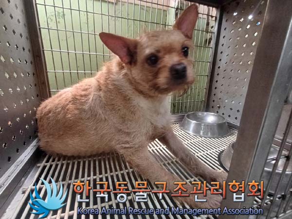 종료(반환) 믹스견…
