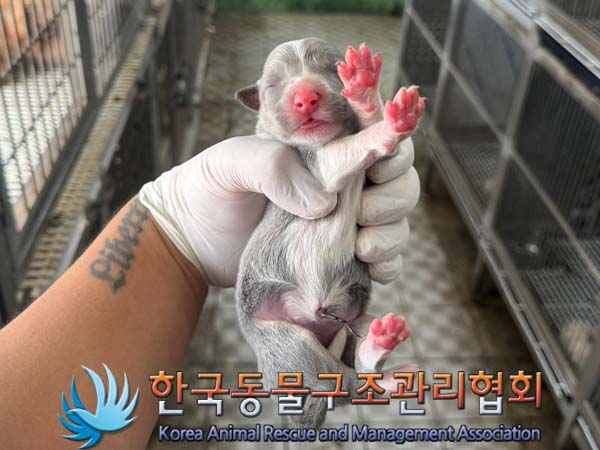 종료(반환) 믹스견…