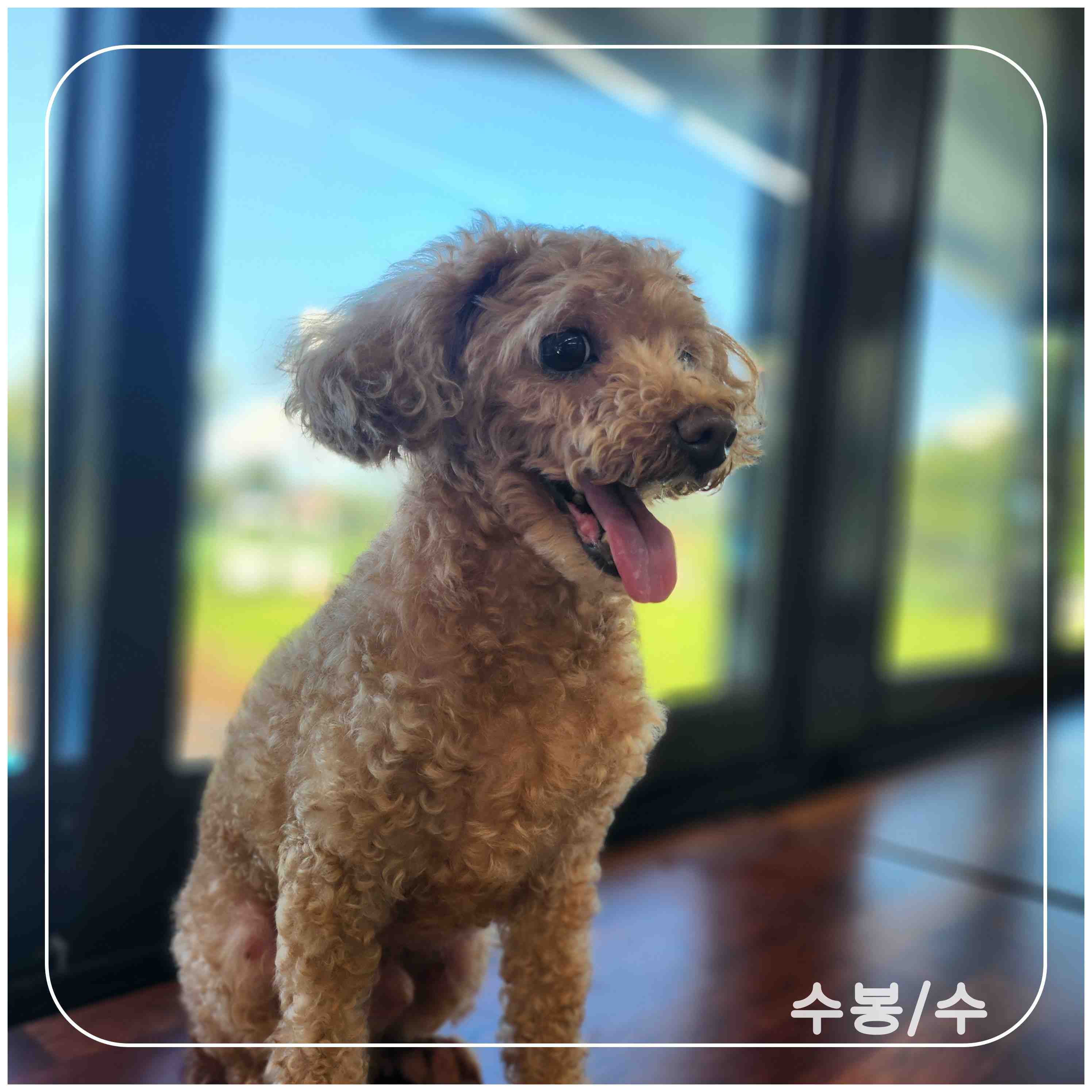 보호중 푸들의 가족…