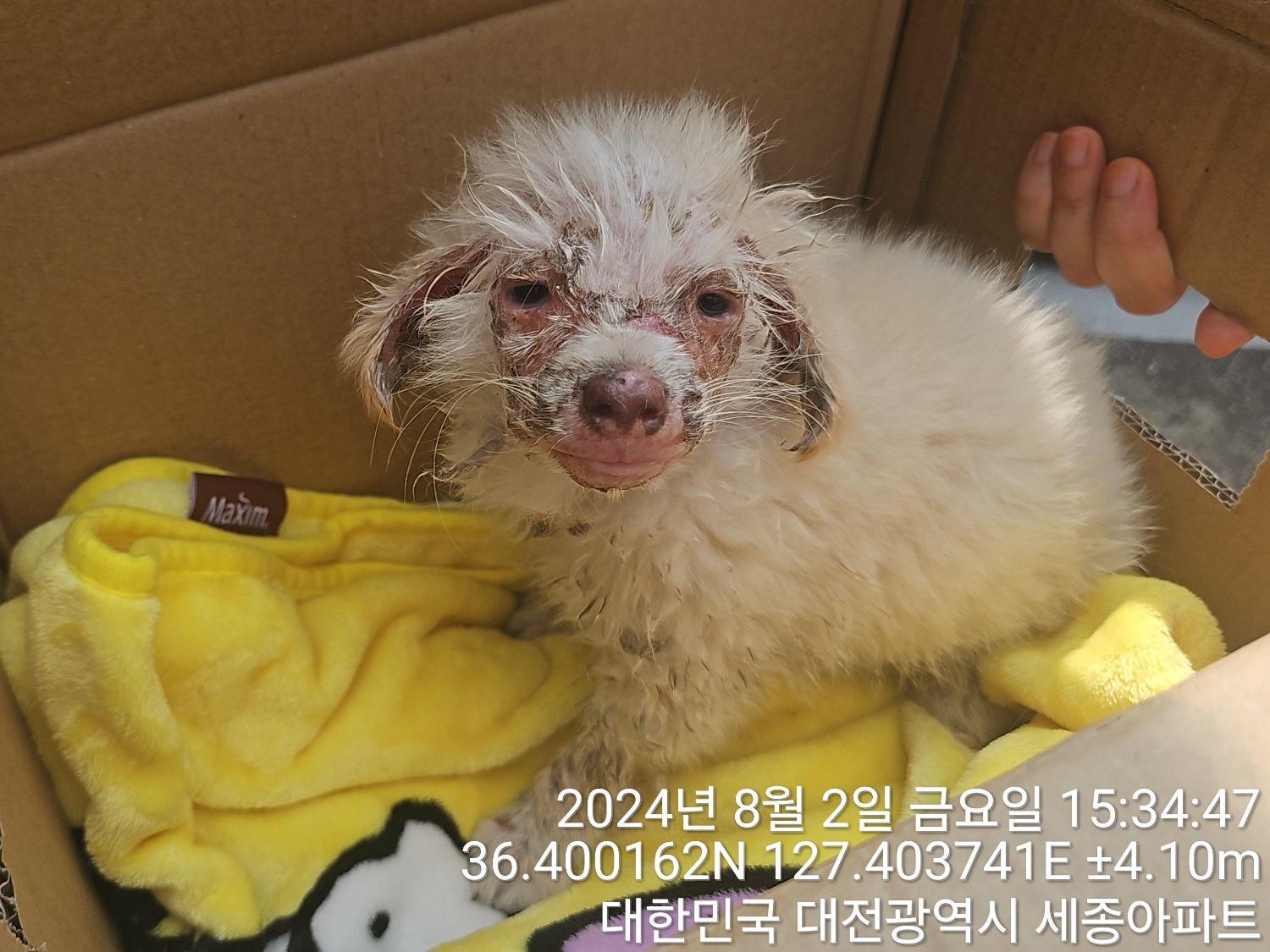 대전동물보호센터_430364202400646