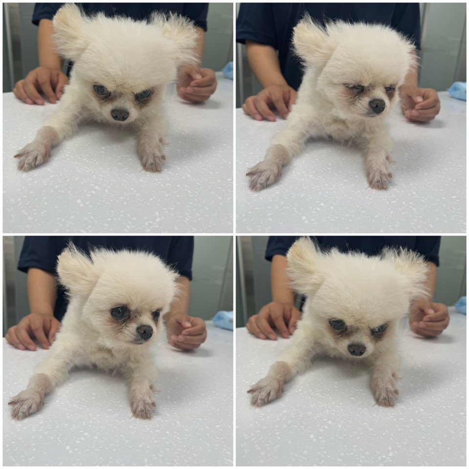 천안시 동물보호센터_444449202401524