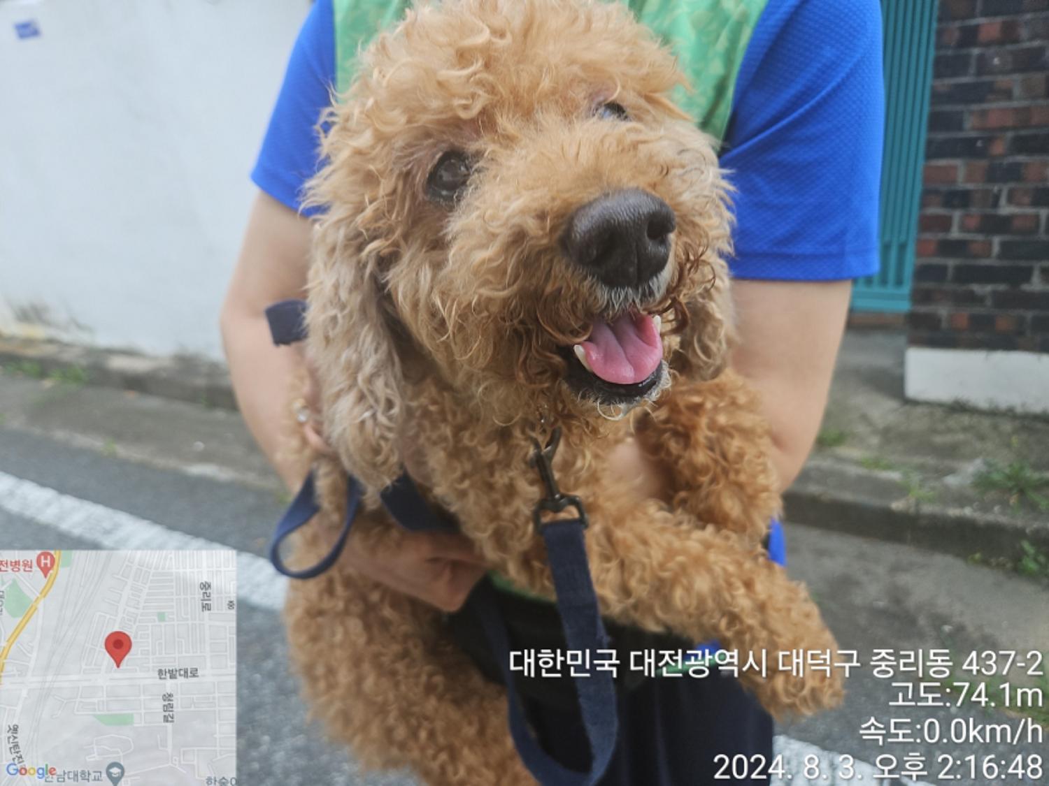 종료(반환) 푸들의…