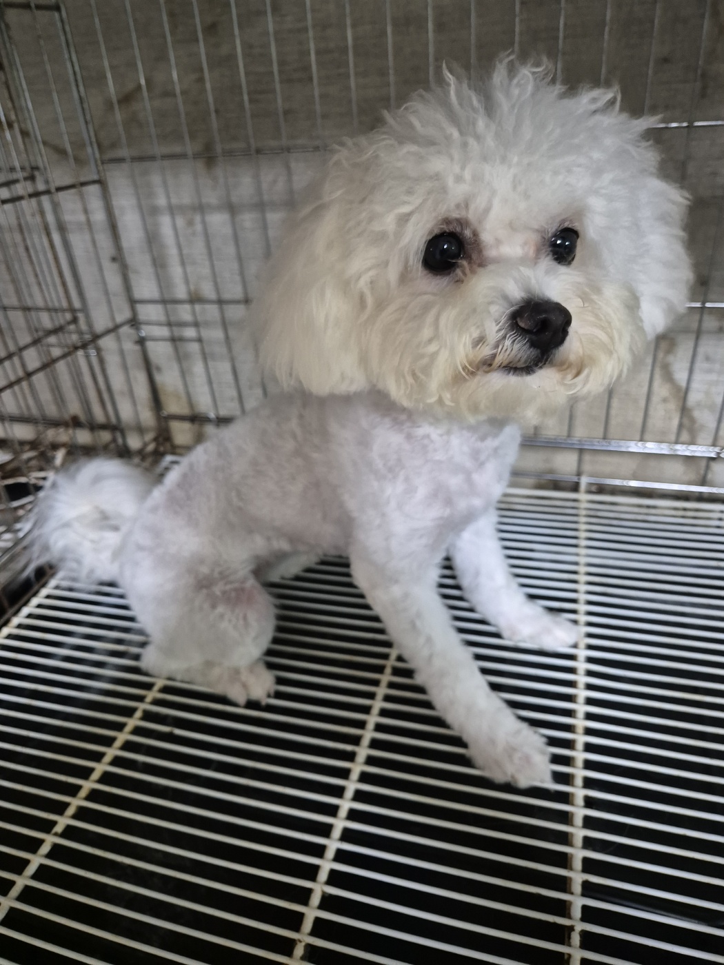 종료(입양) 비숑 …