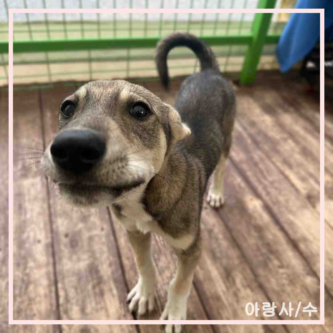 종료(입양) 라이카…
