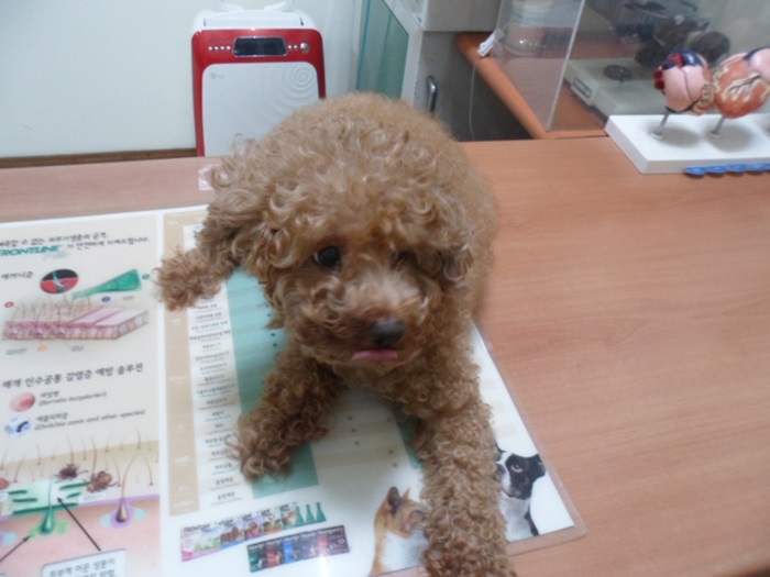 강현림동물병원_411314202400488