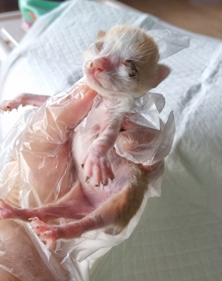 종료(자연사) 한국…