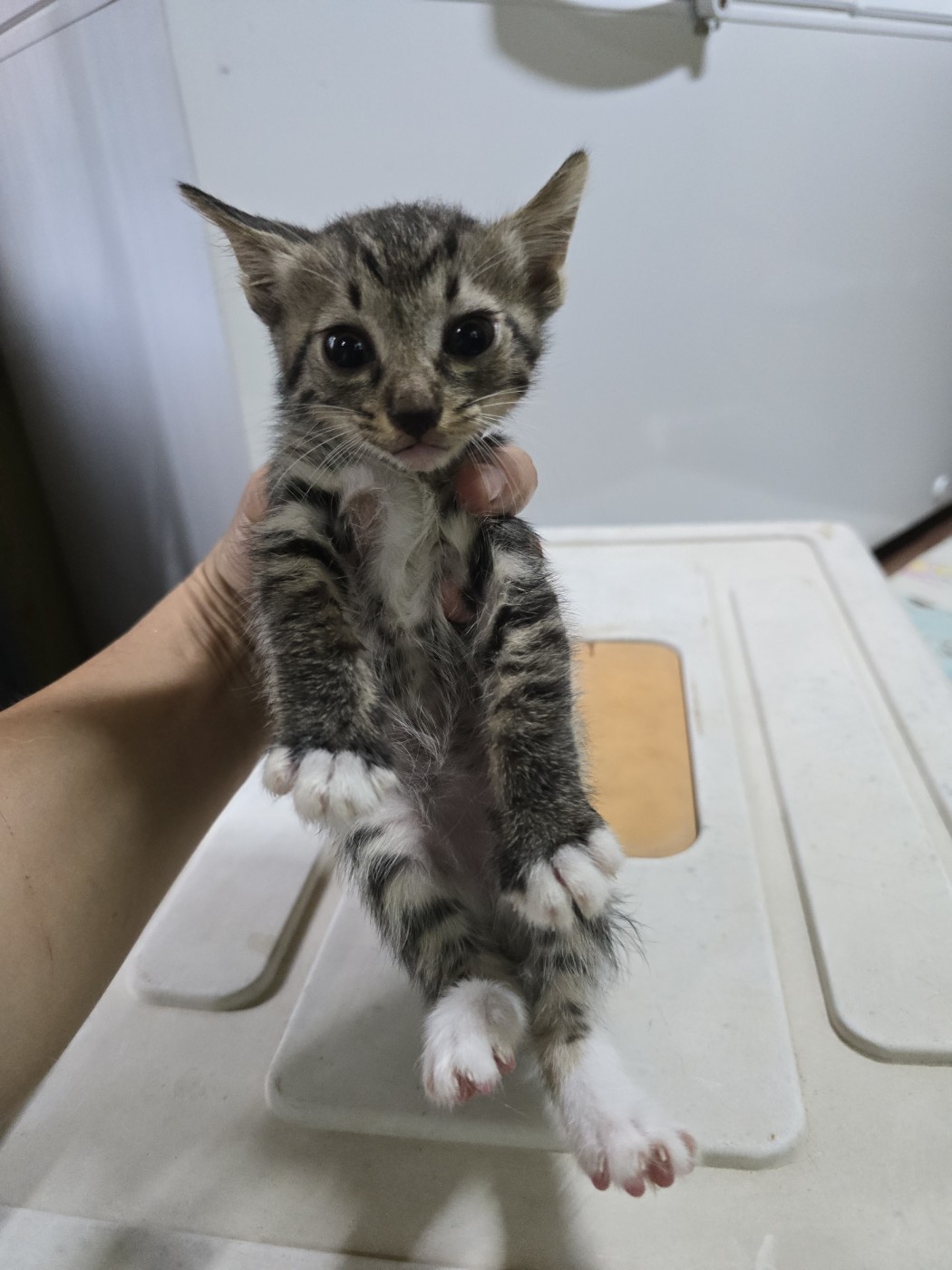 밀양시 동물보호센터_448536202401283